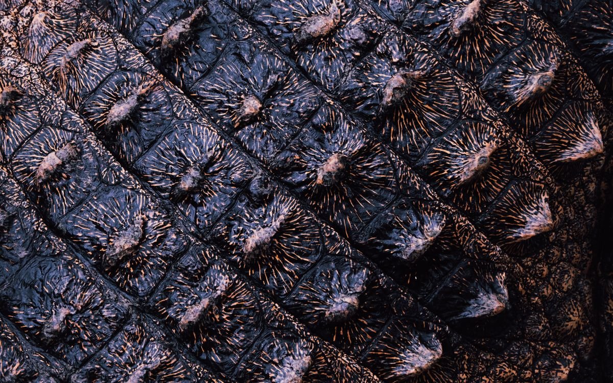 Primo piano della texture di una pelle di alligatore esotica